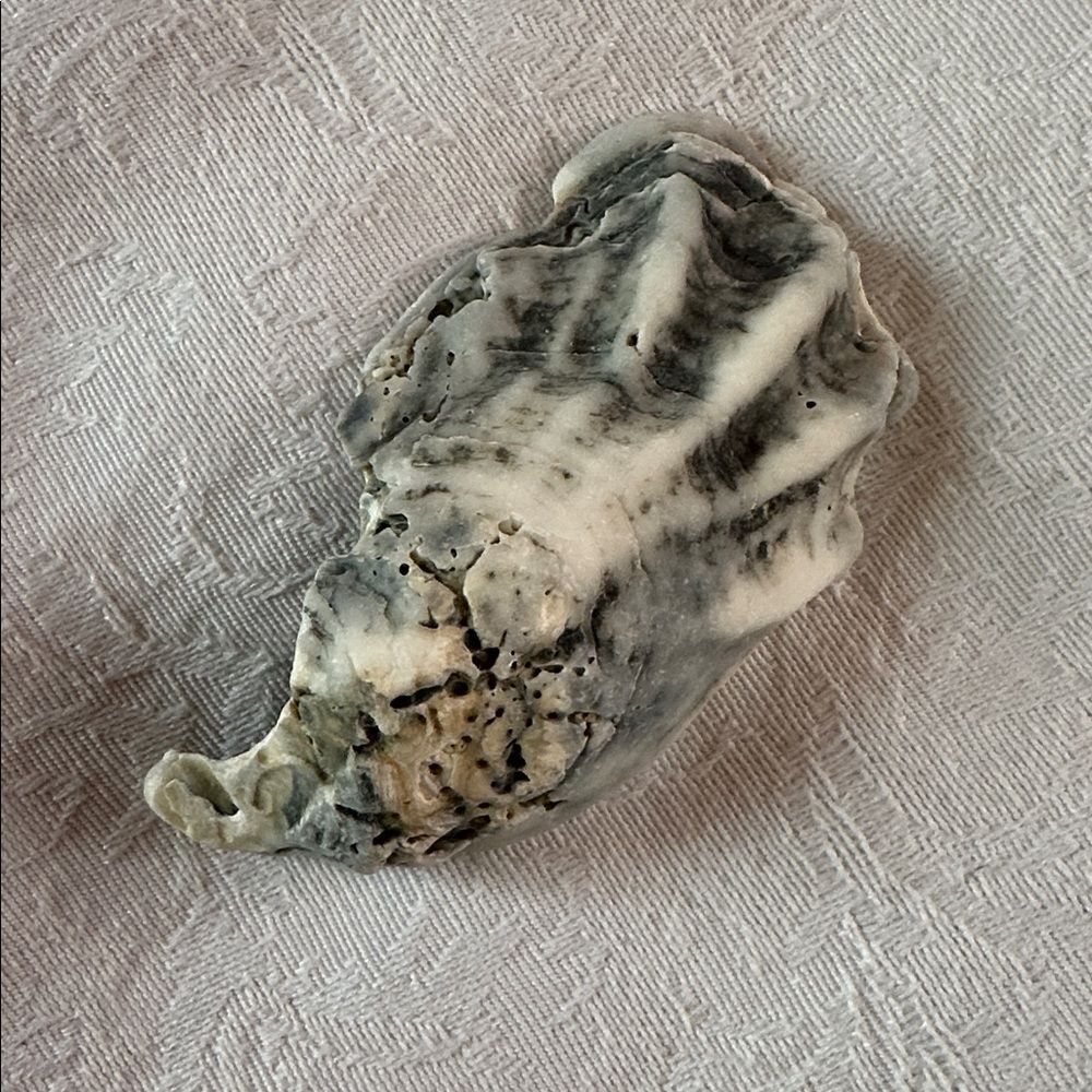 Sea Shells From Bahamas Florida Small Interesting - Picture 8 of 10